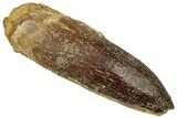 Fossil Sauropod Dinosaur (Titanosaur) Tooth - Morocco #332495-1